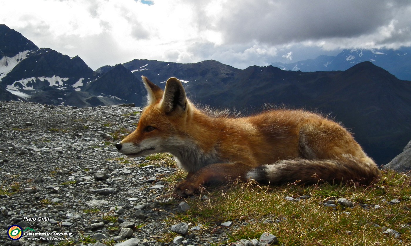 05 La volpe del Quinto Alpini.JPG